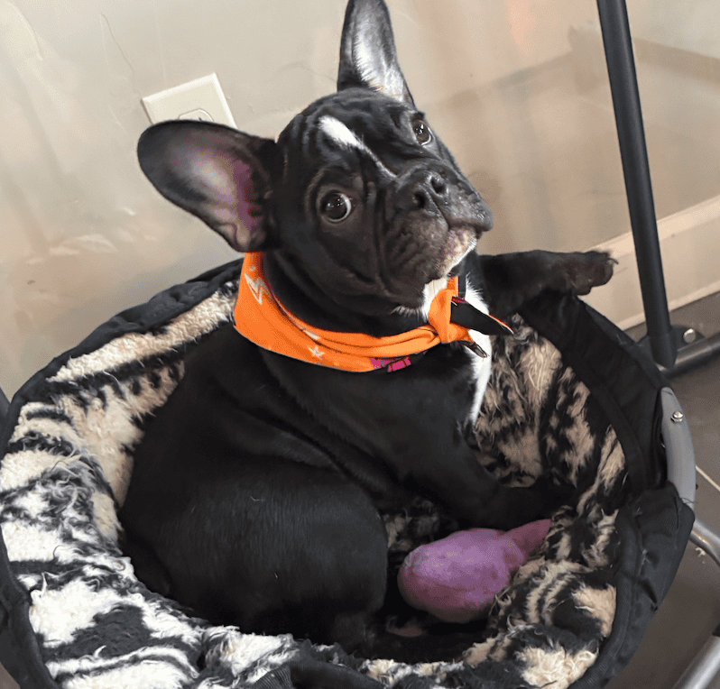 Screenshot 2025-09-29 at 7.30.37 PM